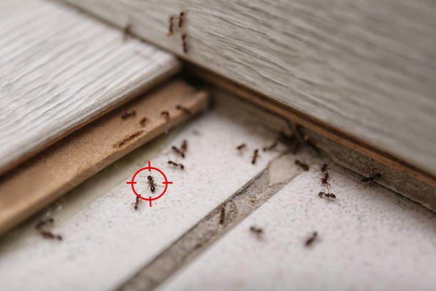 Best Wildlife Control Services  in Pineland, TX