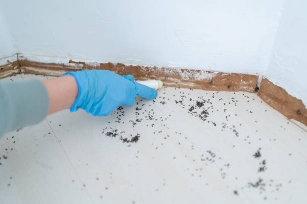 Best Bed Bug Extermination  in Pineland, TX
